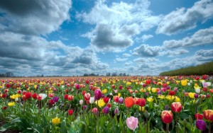 6946943-tulips-scenery